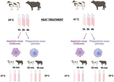 Hyperthermia-induced changes in leukocyte survival and phagocytosis: a comparative study in bovine and buffalo leukocytes